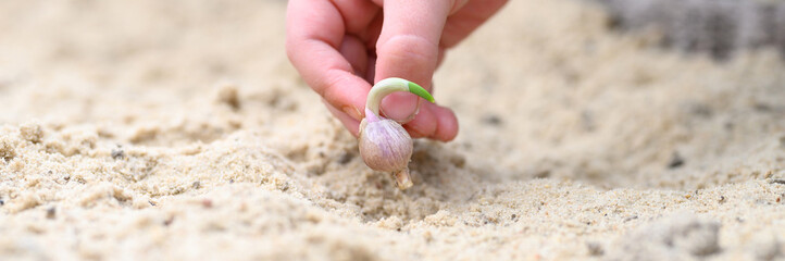 a kids hand planting a sprouted seed of garlic in a garden bed with sand in spring. banner