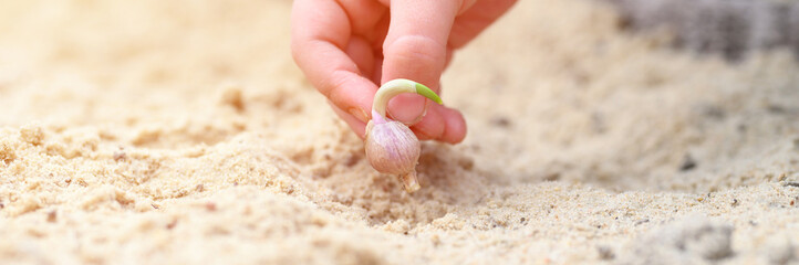 a kids hand planting a sprouted seed of garlic in a garden bed with sand in spring. banner. flare