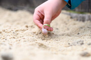 a kids hand planting a sprouted seed of garlic in a garden bed with sand in spring