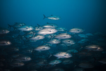 A school of Bigeye trevally (Caranx sexfasciatus) in the deep sea