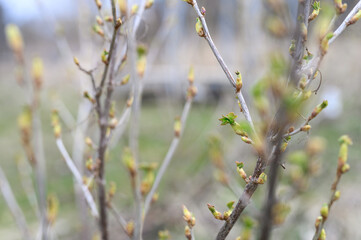 currant buds on the branches open and leaves grow in the garden in spring. selective focus