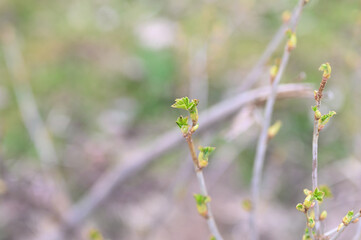currant buds on the branches open and leaves grow in the garden in spring. selective focus