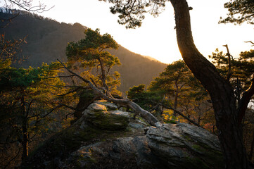Abendsonne im Föhrenwald