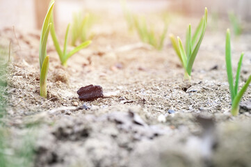 sprouted growing garlic in the ground on the garden bed. selective focus. flare