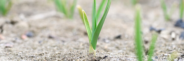 sprouted growing garlic in the ground on the garden bed. selective focus. banner