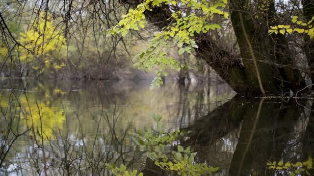 Image of trees reflection at wetland during autumn, Bundek lake, Zagreb, Croatia