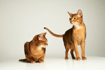 Cute abyssinian cats play on table and white background