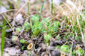 the flower plant Sedum telephium growth and sprouted in the ground in the garden in early spring. selective focus