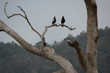 Magpies in a tree