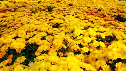 Beautiful yellow and orange marigold flowers (Tagetes erecta) in the garden