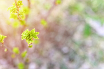 currant buds on the branches open and leaves grow in the garden in spring. selective focus. flare