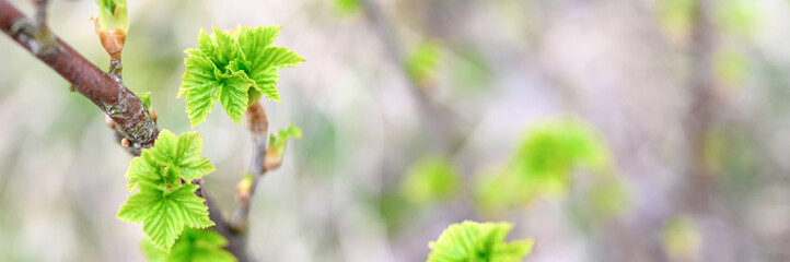 currant buds on the branches open and leaves grow in the garden in spring. selective focus. banner