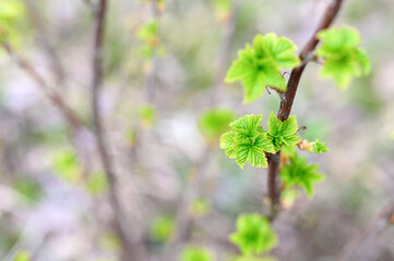 Obraz premium currant buds on the branches open and leaves grow in the garden in spring. selective focus