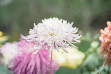 A blooming white autumn chrysanthemum