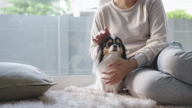 Little chihuahua dog and asian woman at home in weekend. Hand's woman rubbing and stroking her puppy dog on floor in house. Pet feeling enjoy and happy with pet therapy dog care.