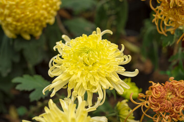 Obraz premium A blooming yellow autumn chrysanthemum