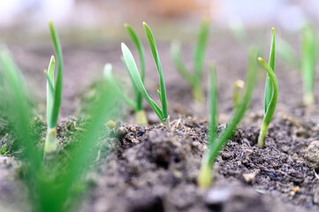 sprouted growing garlic in the ground on the garden bed. selective focus