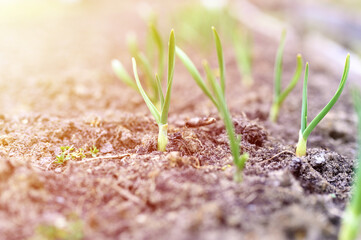 sprouted growing garlic in the ground on the garden bed. selective focus. flare