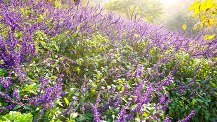 Obraz premium Wild purple blue sage (Salvia azurea, Salvia farinacea) is blooming in the garden. Fantastic gardening