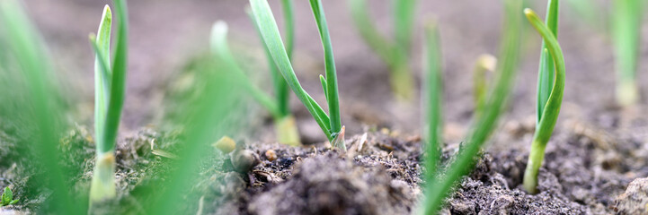sprouted growing garlic in the ground on the garden bed. selective focus. banner