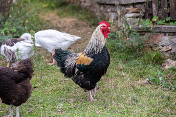 Colorful rooster on the grass in the village