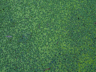 Green moss background That grow along the canal or pool