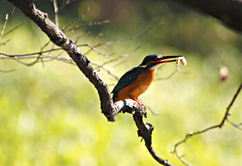 カワセミの捕食