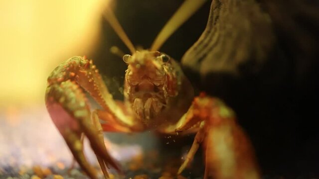 Procambarus clarkii