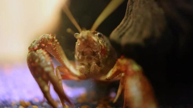 Procambarus clarkii