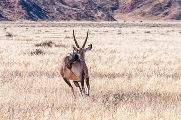 Oyx, also called gemsbok, running away from the camera