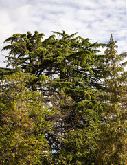 Fototapeta premium Majestic Himalayan cedars Cedrus Deodara (Deodar cedar, Himalayan cedar) surrounded by deciduous ornamental trees against blue sky with white clouds. Himalayan cedars in parks of resort town of Sochi.