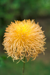 A blooming yellow autumn chrysanthemum