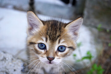 Pretty young cat in near plan