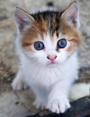 Pretty young cat in near plan