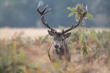 Red Deer stag with ferns caught up in his antlers.  