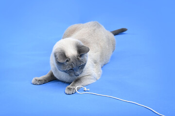 Thai cat lies on a blue background and looks with interest at the edge of the rope lying at the paw. Image with selective focus