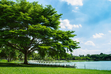 The park has big trees near the pond.
