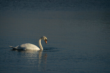 Mute swan; Cygnus olor, glides across a blue lake