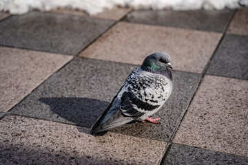 街角のハト