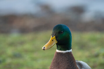 Mallard ducks, Anas platyrhynchos