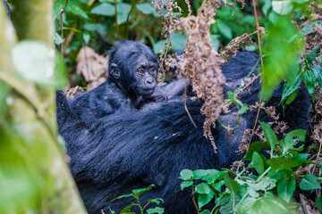 Uganda wildlife. Gorillas in Bwindi National Forest