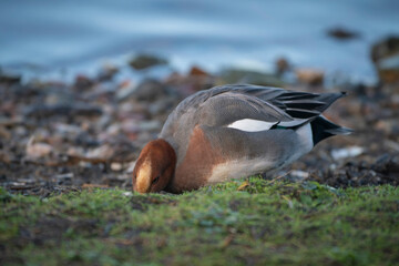 European wigeon, Anas penelope, drake feeding along lake edge