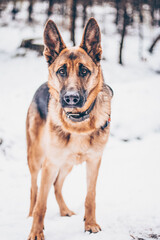 Portrait of a young thoroughbred and beautiful German shepherd dog girl in the forest against the background of snow-white snow