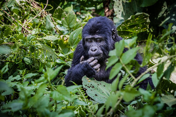Uganda wildlife. Gorillas in Bwindi National Forest