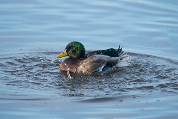 Mallard ducks, Anas platyrhynchos