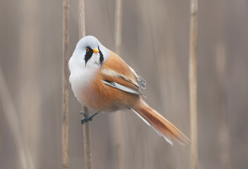 Bearded tit male ( Panurus biarmicus )