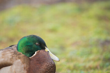 Mallard ducks, Anas platyrhynchos, resting close up