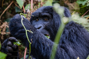 Obraz premium Uganda wildlife. Gorillas in Bwindi National Forest
