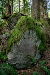 A big mossy rock in forest