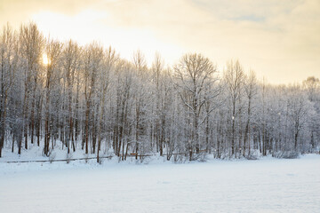 Snowy winter in Russia. Winter forest landscape with snow-covered trees and snowdrifts. Nizhny Novgorod